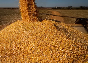 العقود الآجلة للذرة تفتتح نشاطها اليوم الثلاثاء مع تحركات في المجال السلبي