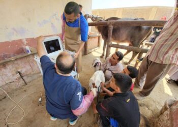 "الزراعة" تكثّف جهود الرعاية التناسلية والتحسين الوراثي للماشية خلال يونيو