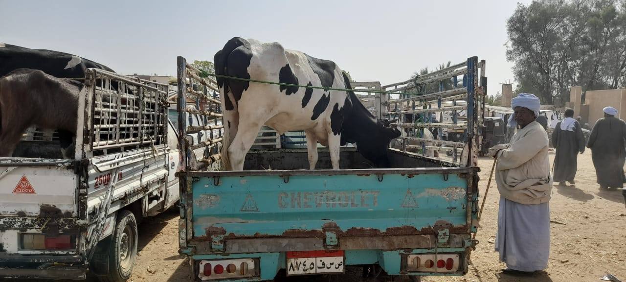 الخدمات البيطرية: فحص 165 ألف رأس و 53 ألف طائر في 400 قرية و70 سوقًا مركزيًا للماشية