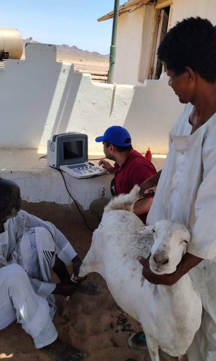 "بحوث الصحراء" يطبق لأول مرة تقنية السونار لتعزيز انتاجية الثروة الحيوانية بحلايب والشلاتين