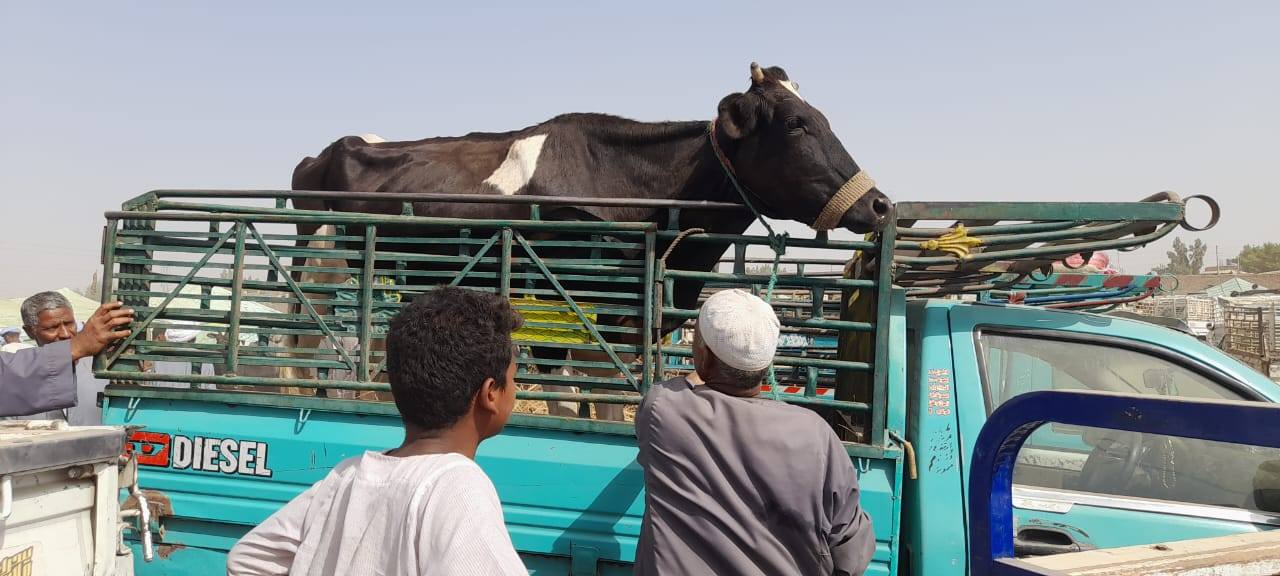 الخدمات البيطرية: فحص 165 ألف رأس و 53 ألف طائر في 400 قرية و70 سوقًا مركزيًا للماشية