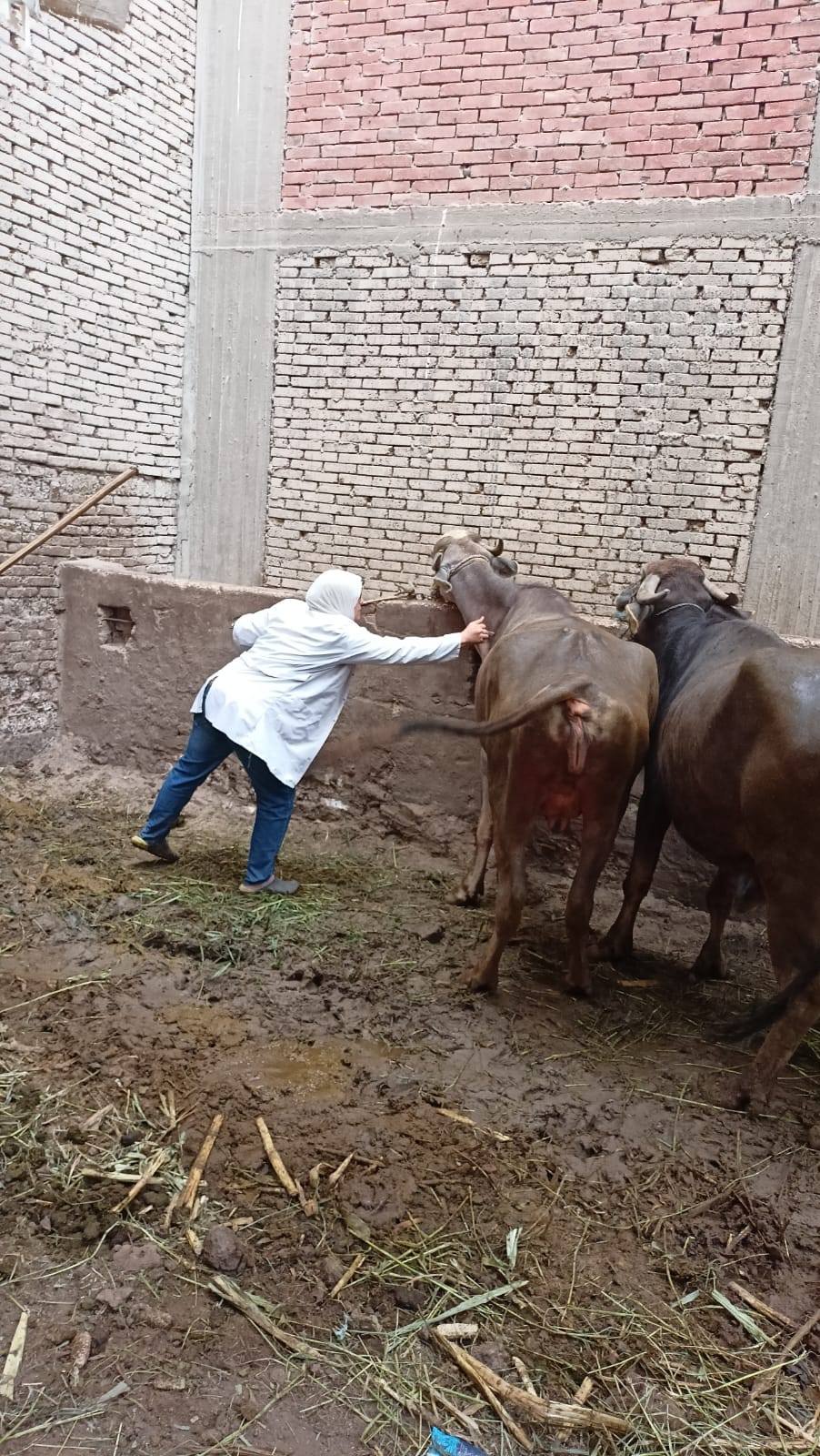 تحصين الماشية