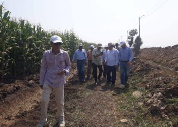 البحوث الزراعية تتابع جهود مكافحة دودة الحشد الخريفية وحقول الذرة وفول الصويا