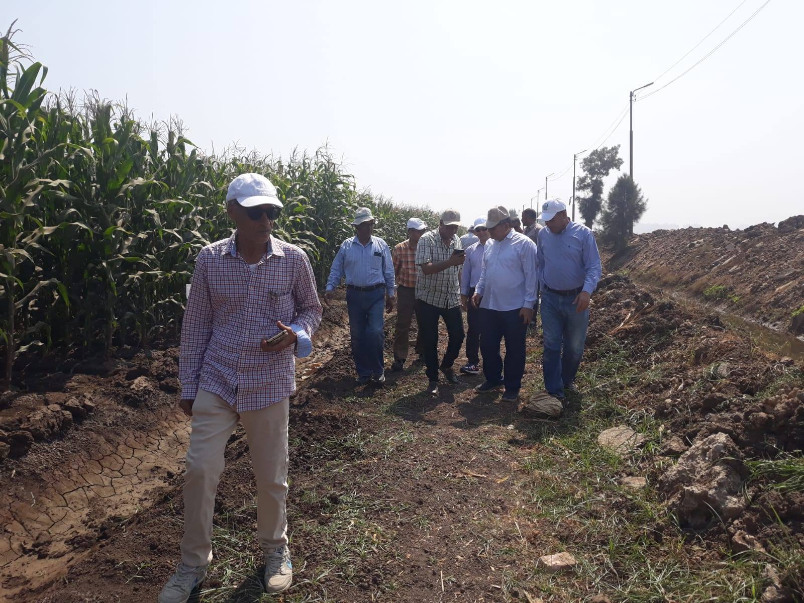 البحوث الزراعية تتابع جهود مكافحة دودة الحشد الخريفية وحقول الذرة وفول الصويا