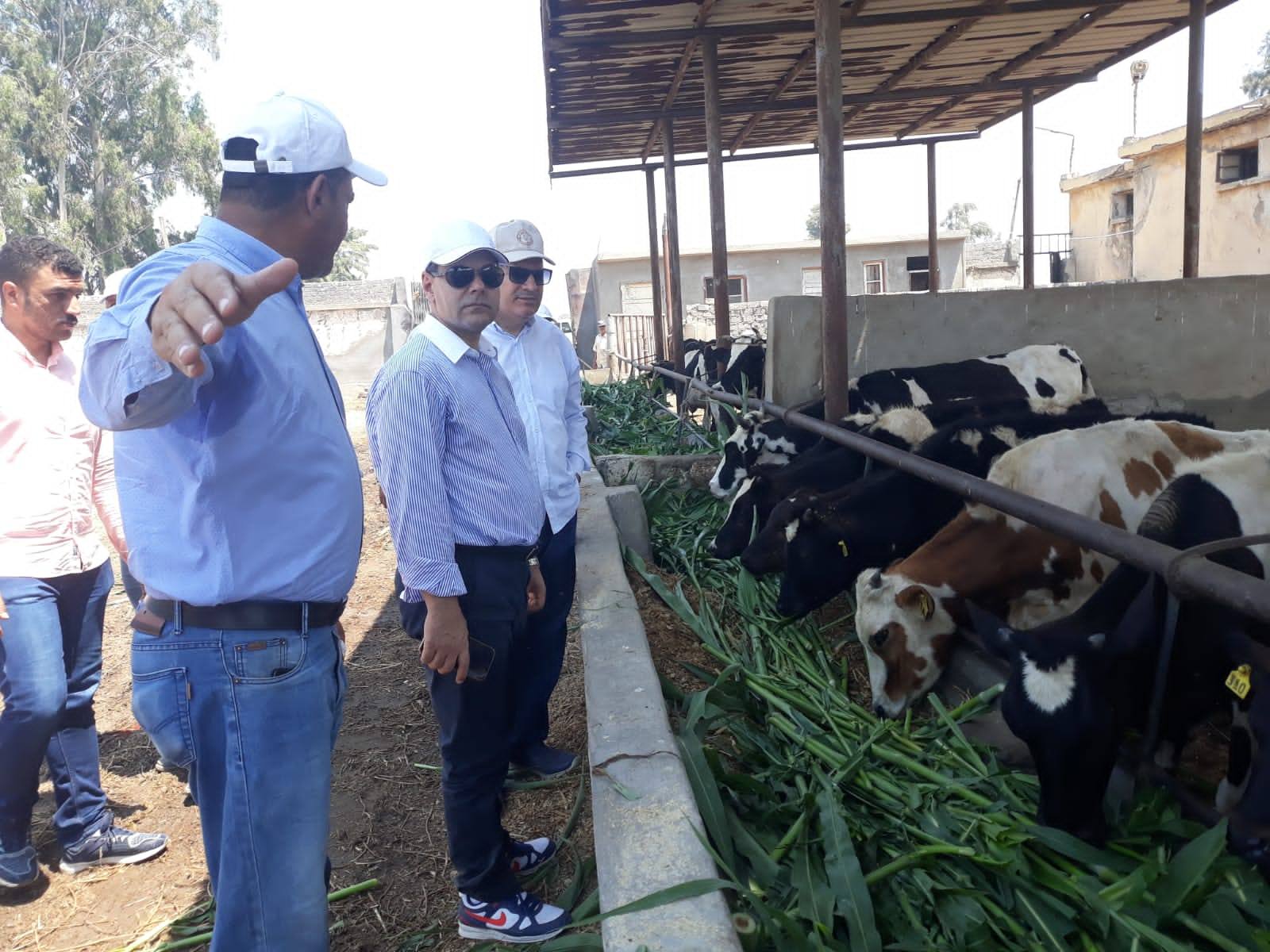 مزرعة الإنتاج الحيواني