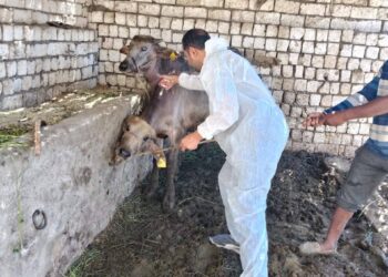 "الزراعة": تحصين أكثر من 1.8 مليون رأس ماشية ضمن الحملة القومية ضد الحمى القلاعية والوادي المتصدع