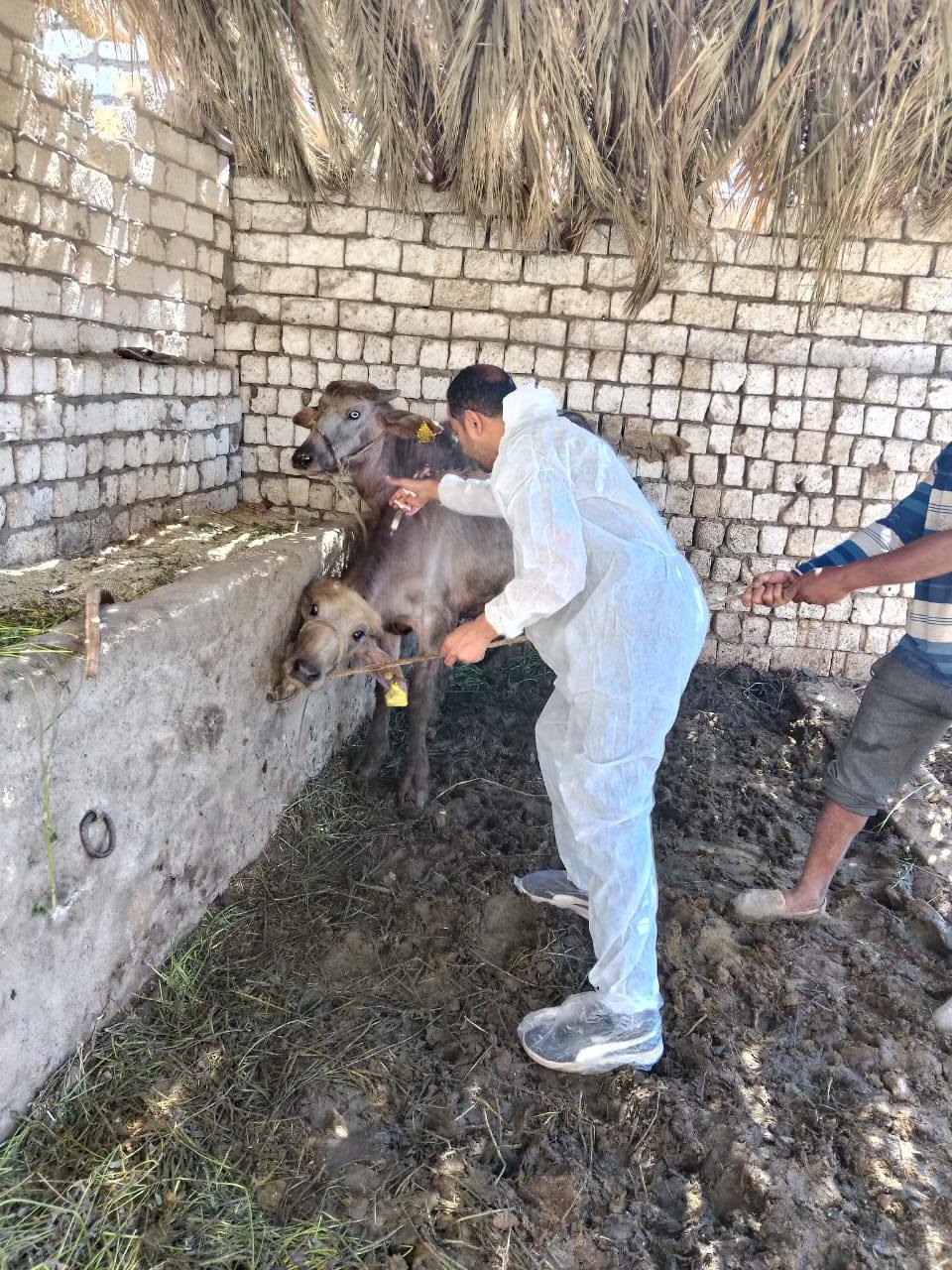 "الزراعة": تحصين أكثر من 1.8 مليون رأس ماشية ضمن الحملة القومية ضد الحمى القلاعية والوادي المتصدع