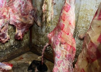 الزراعة: ضبط أكثر من 120 طن لحوم غير صالحة للاستخدام الآدمي خلال يوليو