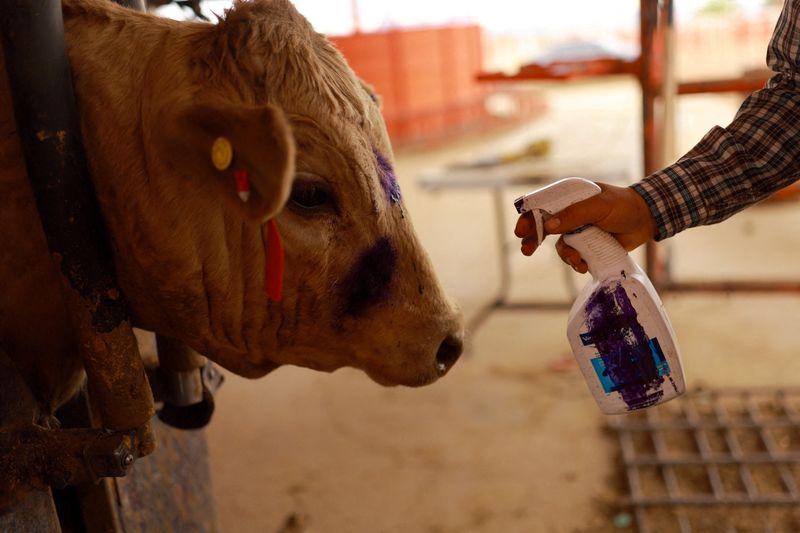 الولايات المتحدة نحظر ورادات الماشية المكسيكية بسبب الدودة الحلزونية