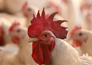 أسعار الدواجن