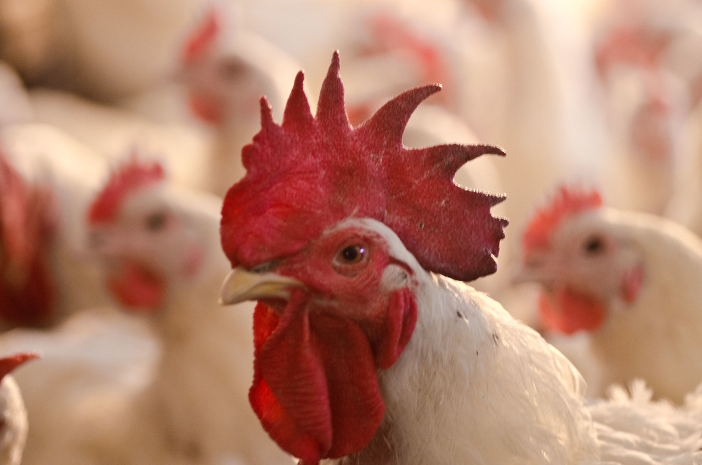 أسعار الدواجن