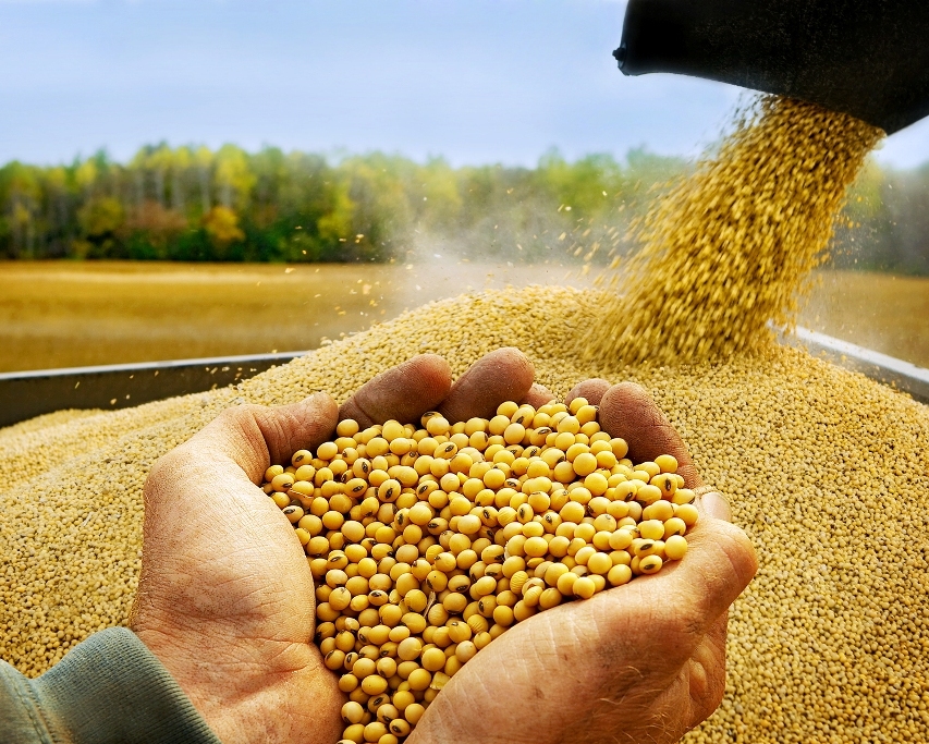 معالجة فول الصويا الأرجنتيني تبلغ أعلى مستوى له منذ 8 أشهر في يونيو