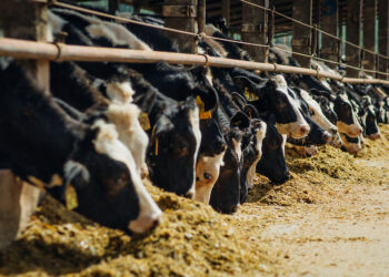 أسعار علف المواشي اليوم السبت 26 يوليو 2025