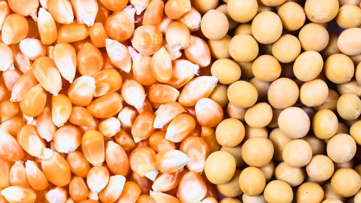 الزراعة الأمريكية: مبيعات جديدة لفول الصويا والكسب والذرة إلى وجهات غير معلنة