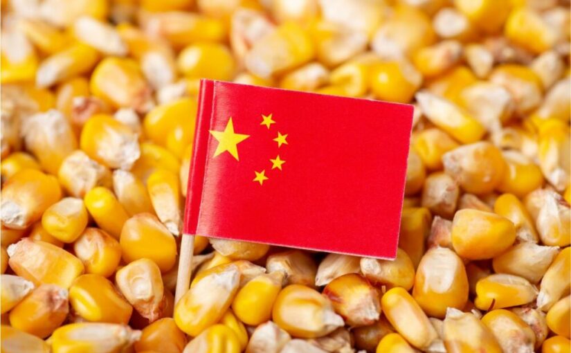 واردات الذرة الصينية تسجل مستوى منخفضا جديدا في النصف الأول من العام
