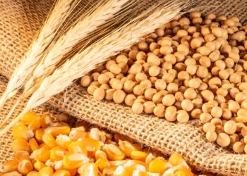 عقود القمح والذرة والصويا تنهي الأسبوع على انخفاض بنسبة 1.1٪ ،1.7٪ ،1.3% على التوالي