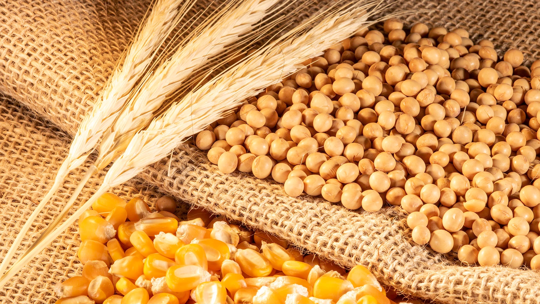 عقود القمح والذرة والصويا تنهي الأسبوع على انخفاض بنسبة 1.1٪ ،1.7٪ ،1.3% على التوالي