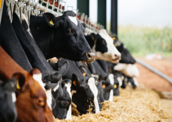 استقرار أسعار علف المواشي اليوم الثلاثاء 15-7-2025 في الأسواق