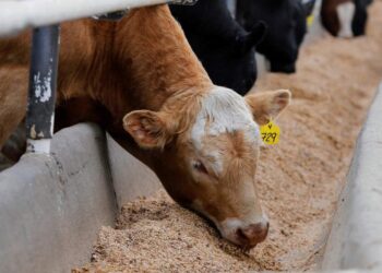 قائمة أسعار شركات أعلاف المواشي اليوم الأحد 13 يوليو في السوق المصري