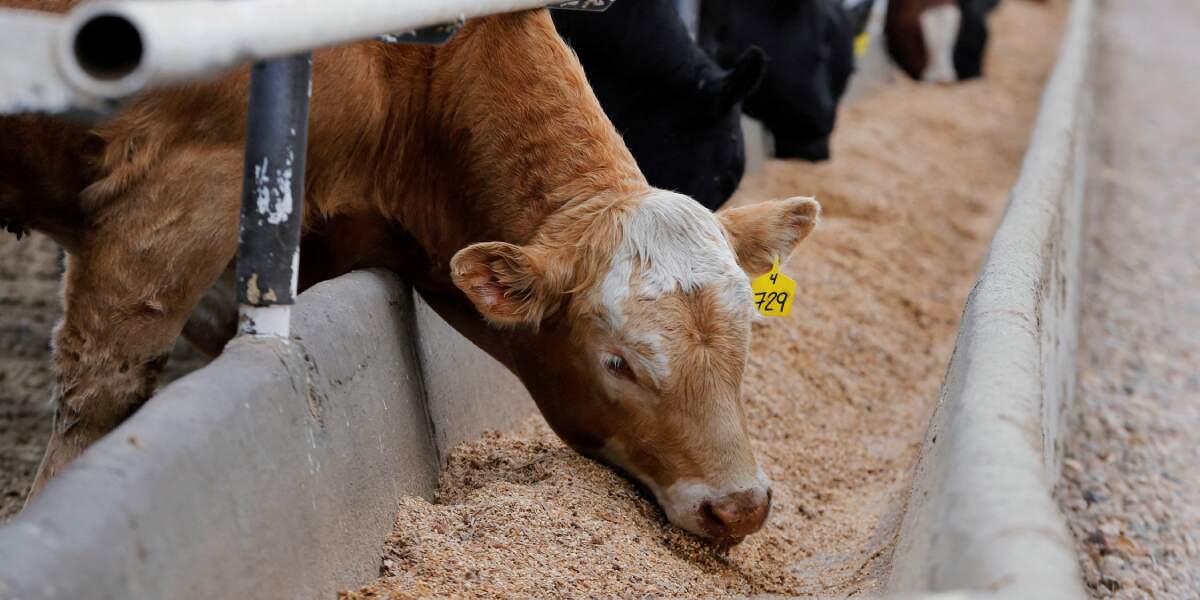 قائمة أسعار شركات أعلاف المواشي اليوم الأحد 13 يوليو في السوق المصري