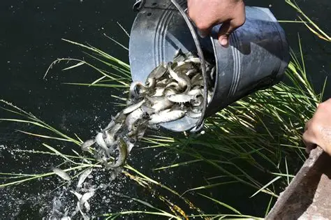 زريعة الأسماك