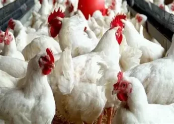 القاهرة للدواجن تستثمر 700 مليون جنيه لنقل مزارع الجدود إلى مرسى مطروح