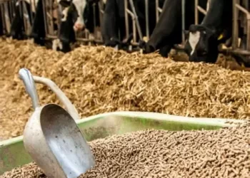 استقرار أسعار أعلاف المواشي اليوم الثلاثاء 29 يوليو 2025