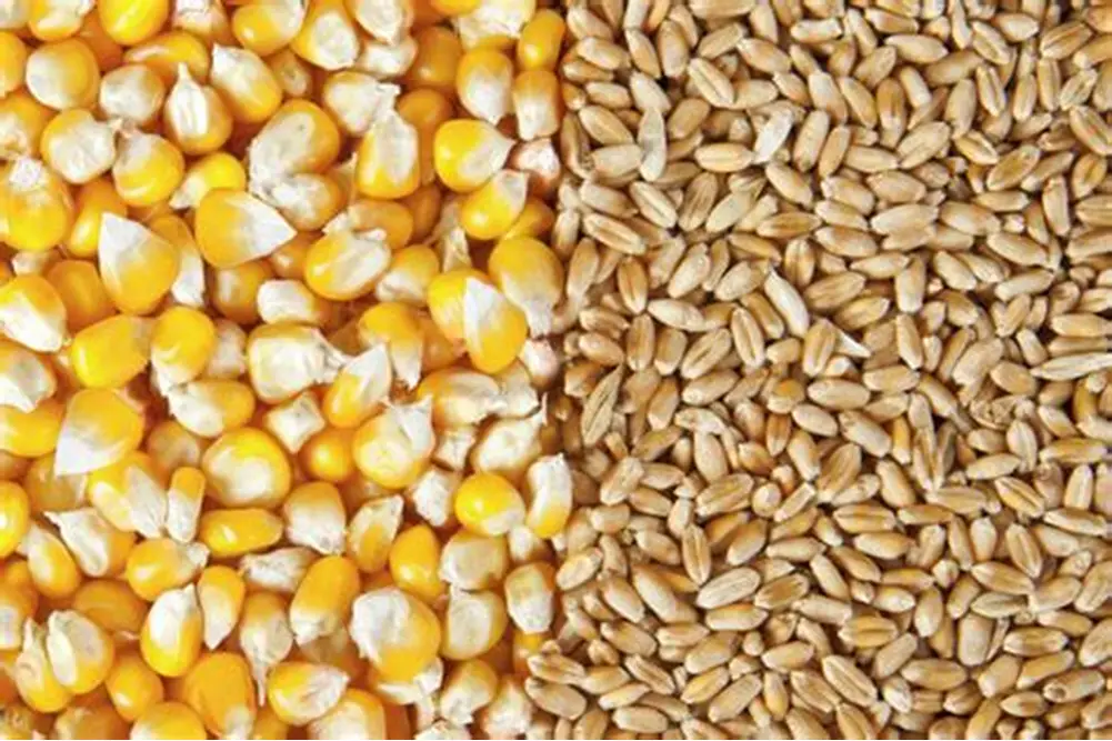 الفاو تتوقع ارتفاع الإنتاج العالمي من الذرة والقمح في عام 2025