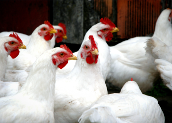 استقرار أسعار الدواجن اليوم الخميس 24-7-2025
