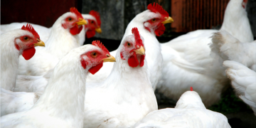 استقرار أسعار الدواجن اليوم الخميس 24-7-2025