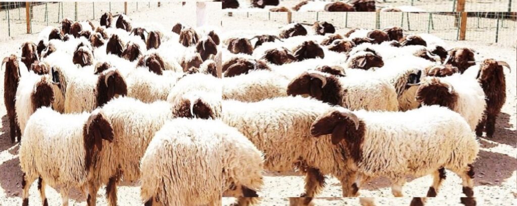 عدوى ميكروب الكليبسيلا فى الأغنام وطرق الوقاية منه