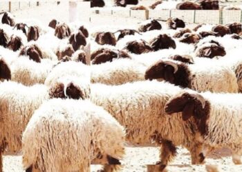 عدوى ميكروب الكليبسيلا فى الأغنام وطرق الوقاية منه