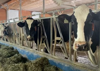 الزراعة: إنتاج 2574 طن من مسحوق المخلفات الحيوانية خلال يونيو لتعزيز الاستفادة الآمنة من الجلود والمخلفات