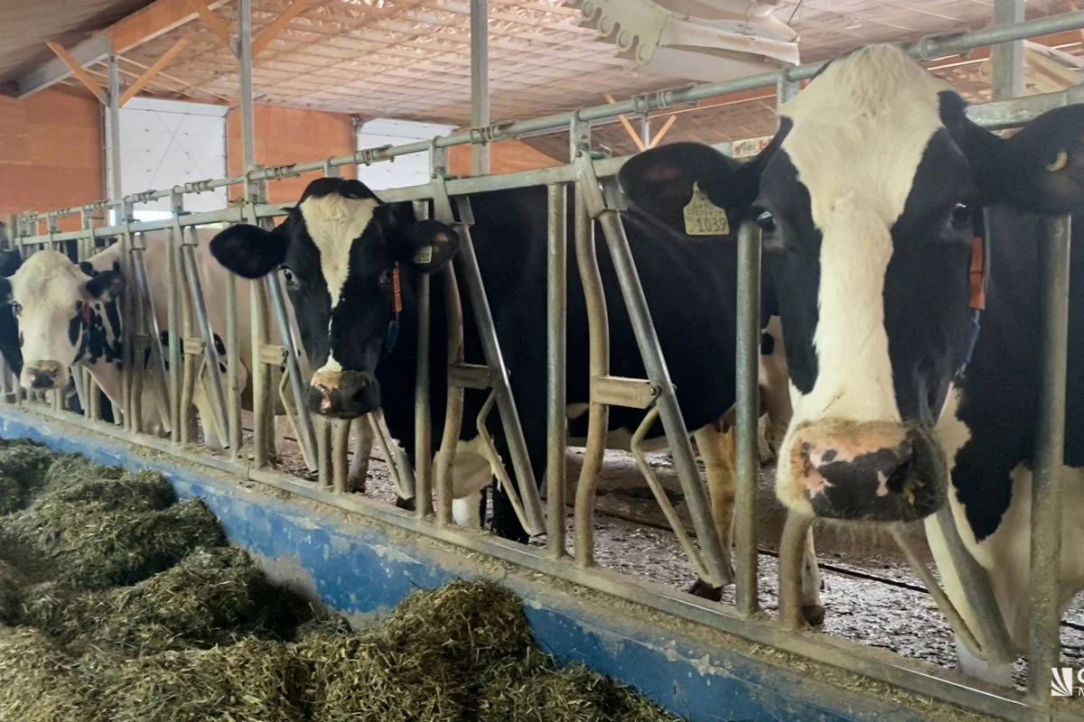 الزراعة: إنتاج 2574 طن من مسحوق المخلفات الحيوانية خلال يونيو لتعزيز الاستفادة الآمنة من الجلود والمخلفات