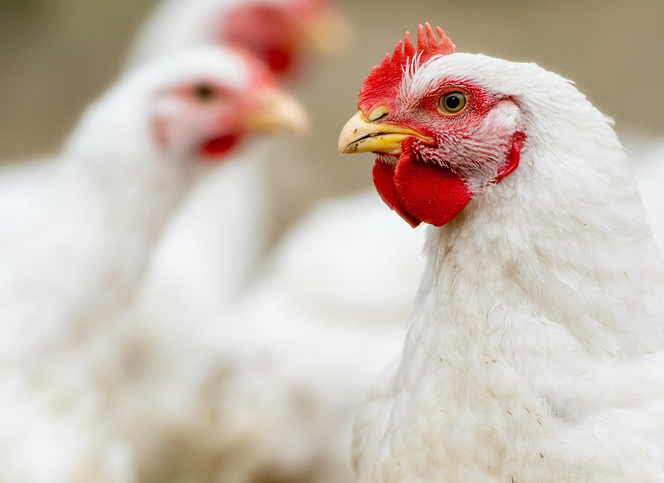 أسعار الدواجن اليوم الثلاثاء.. التسمين يرتفع 5 جنيهات والكيلو يسجل 70 جنيه بالمزرعة