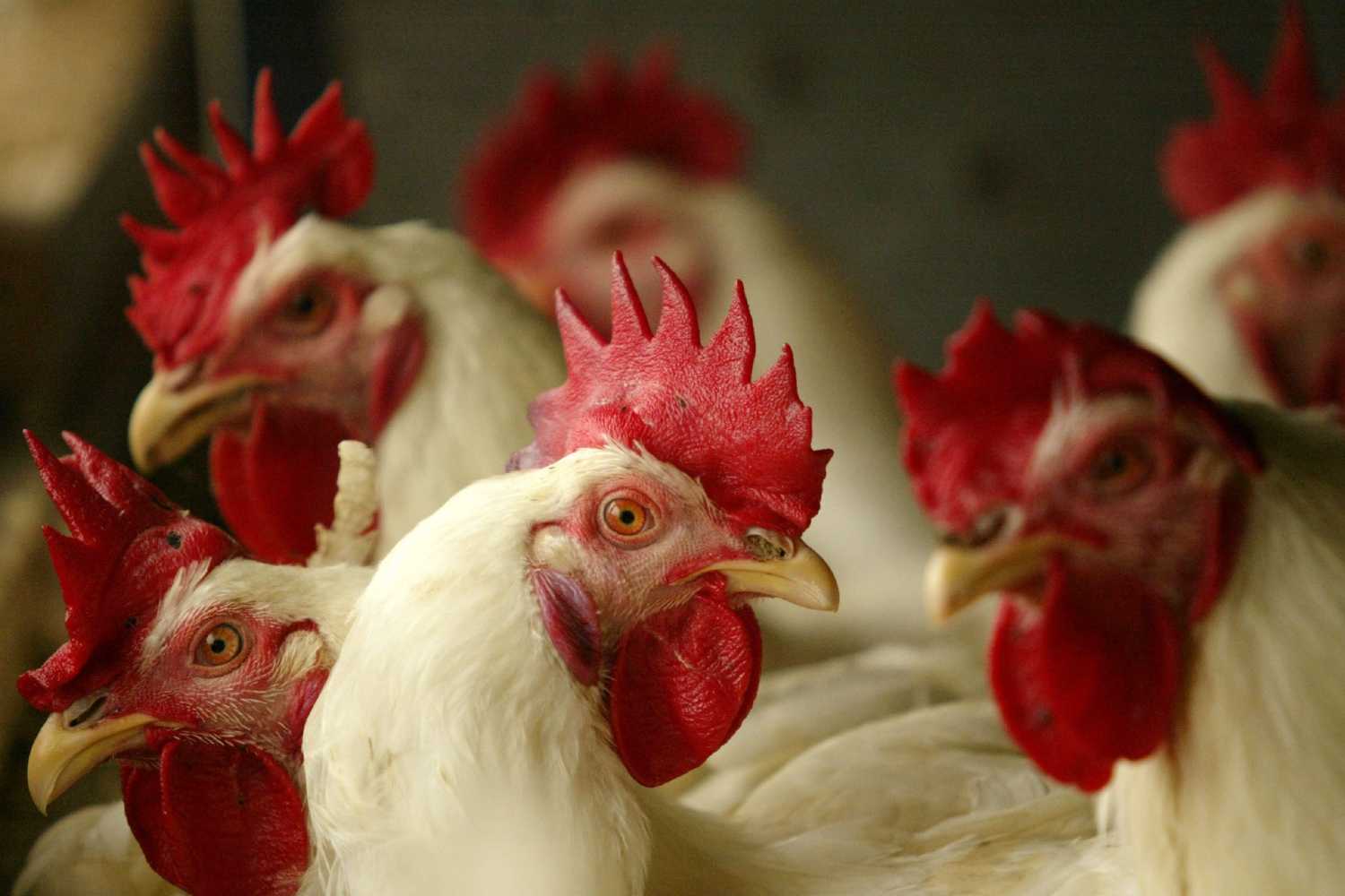 أنفلونزا الطيور| 7 دول ترفع القيود المفروضة على تصدير لحوم الدواجن البرازيلية.. بينهم مصر