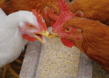 أسعار شركات أعلاف الدواجن اليوم السبت 19-7-2025 فى السوق المصري