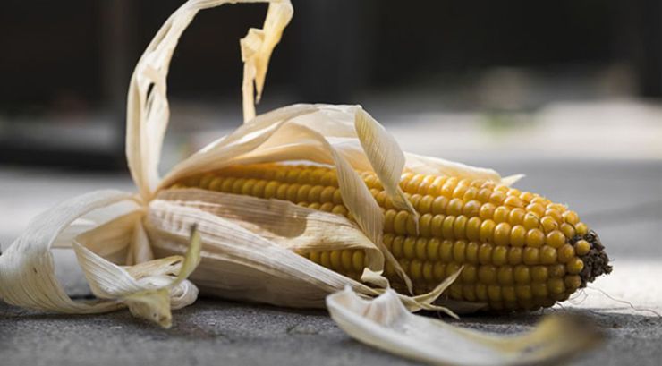 مبيعات محصول الذرة الأوكراني الجديد محدودة بسبب توقعات الحصاد المتأخر