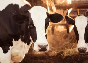 أسعار علف المواشي اليوم السبت 19 يوليو 2025