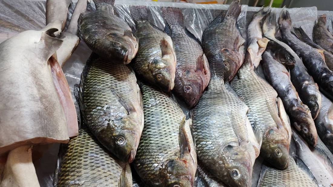 تراجع أسعار السمك البلطي والجمبري اليوم الثلاثاء 22-7-2025 في سوق العبور