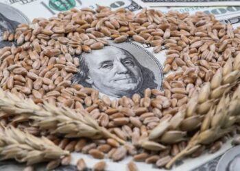 محصول القمح العالمي الكبير يضغط على الأسعار