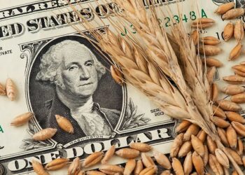 أسعار القمح في بورصة شيكاغو تنخفض مع وصول المحصول الروسي الجديد إلى السوق