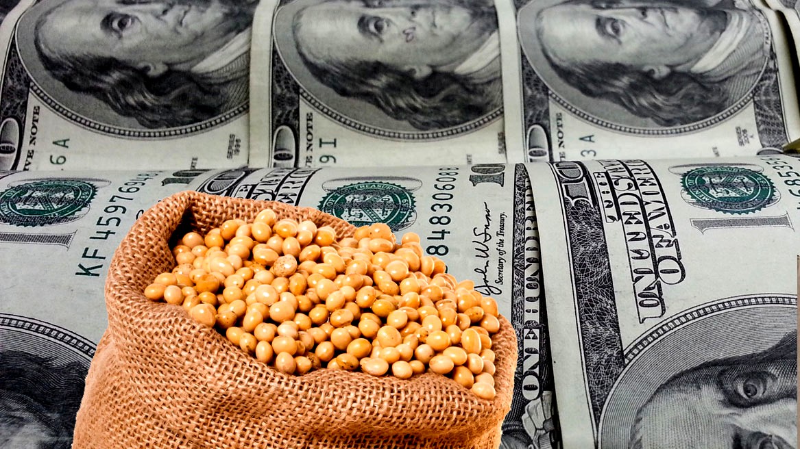 انخفاض العقود الآجلة لفول الصويا يوم الثلاثاء وسط ارتفاع تصنيفات المحاصيل الأمريكية