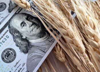 أسعار القمح في أوكرانيا تستمر في الارتفاع رغم انخفاض أسعار البورصة بنسبة 3.9-8.7٪ خلال الأسبوع