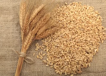 الولايات المتحدة تبيع 494.4 ألف طن من القمح خلال الأسبوع