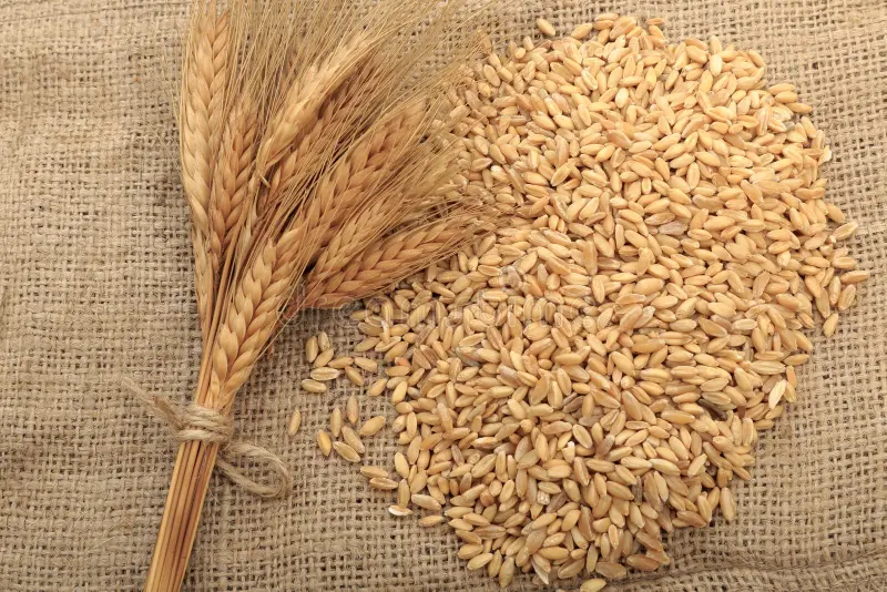 الولايات المتحدة تبيع 494.4 ألف طن من القمح خلال الأسبوع