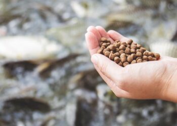 قائمة أسعار شركات أعلاف الأسماك اليوم الأحد 13 يوليو في السوق المحلي