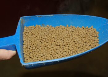 قائمة أسعار شركات أعلاف الدواجن اليوم الثلاثاء فى السوق المصري