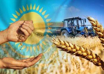 كازاخستان تحصد 15.5 مليون طن من الحبوب عام 2025