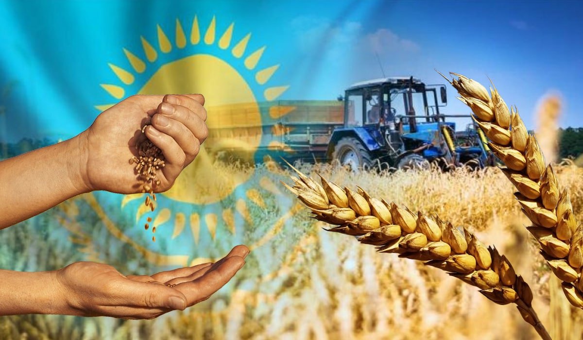 كازاخستان تحصد 15.5 مليون طن من الحبوب عام 2025
